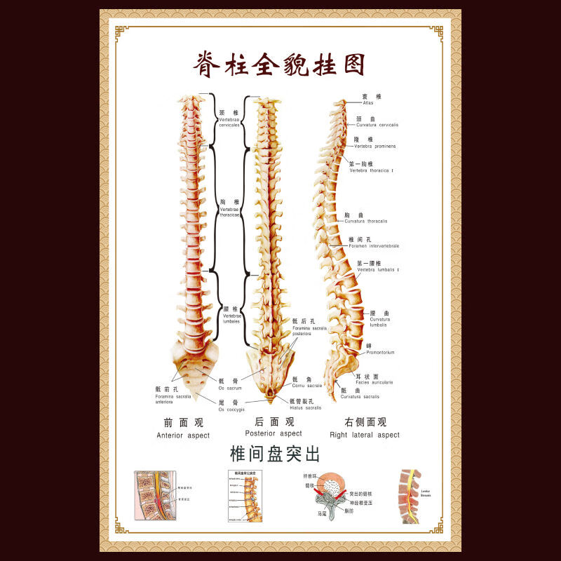 新品脊柱相关疾病示意图脊椎人体经络穴位图大挂图中医养生海报宣传画