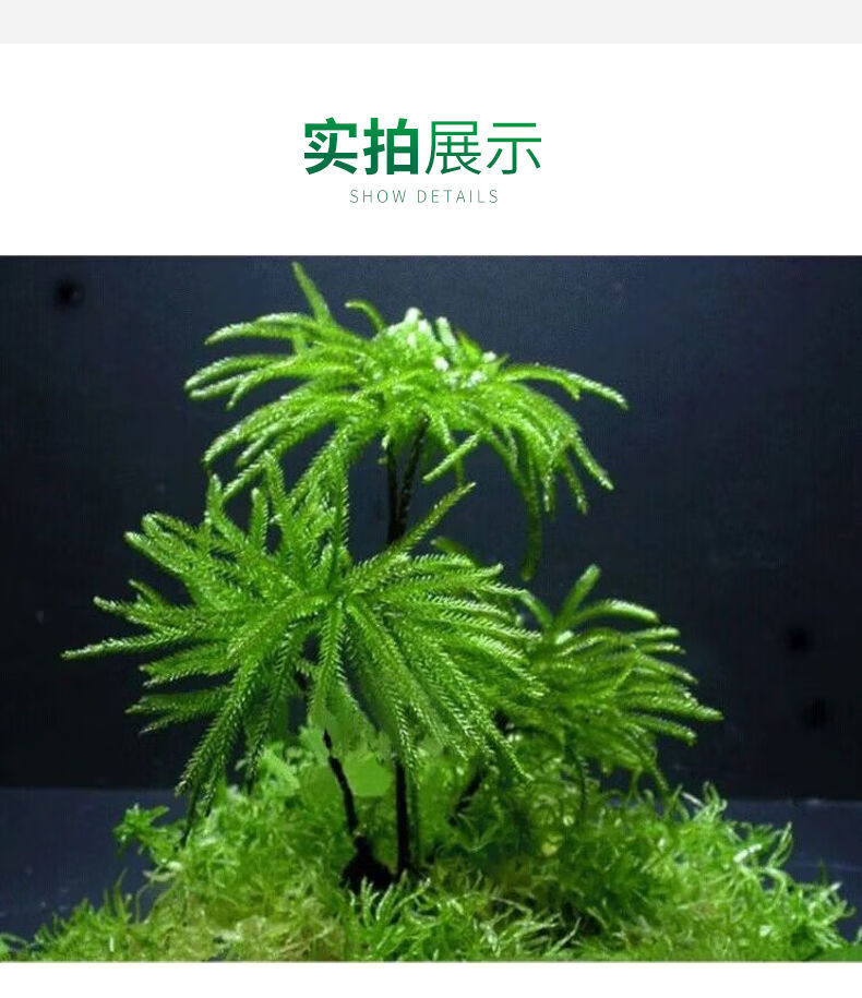 【京选】水草鱼缸鱼草万年藓水草活体耐活耐低温苔藓鱼缸水族箱生态瓶