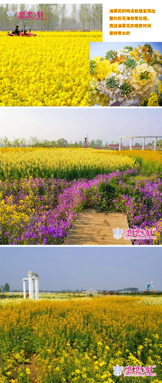 彩色油菜花菜籽 观赏两用花海高纯度油菜花种子油菜籽
