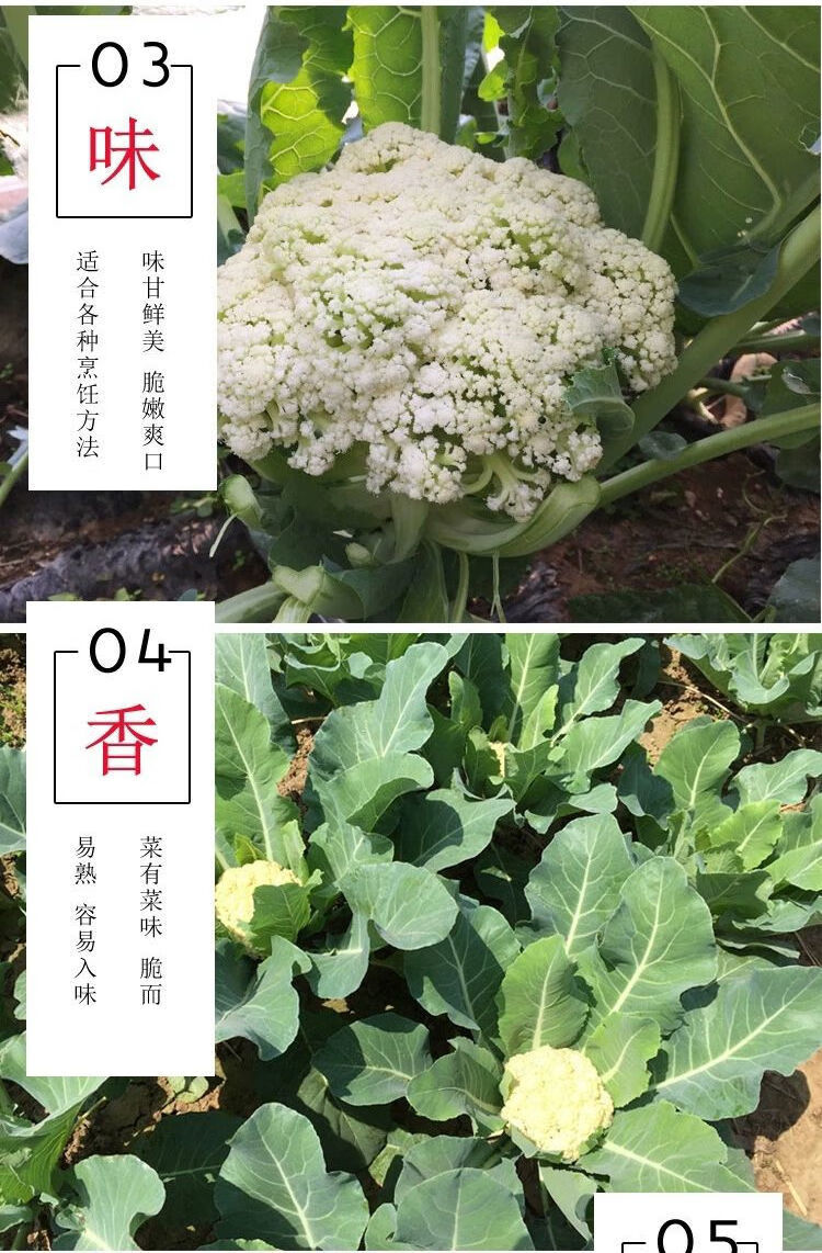 云南供销社直供 新鲜青梗花菜西蓝花花椰菜现鲜采鲜发3斤蔬菜 5斤