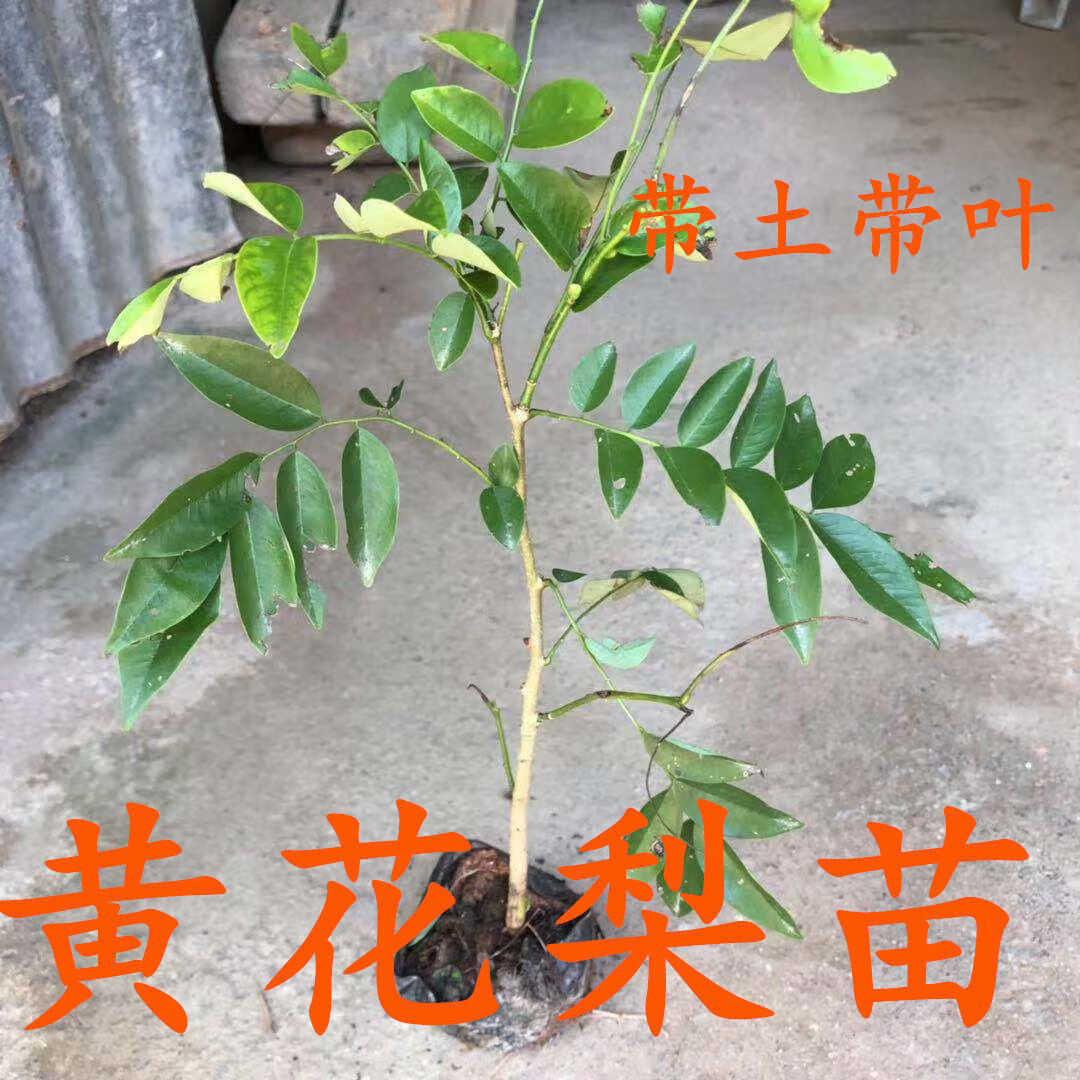 正宗海南沉香树苗沉香苗金丝楠木树苗海南黄花梨树苗台湾小叶紫檀