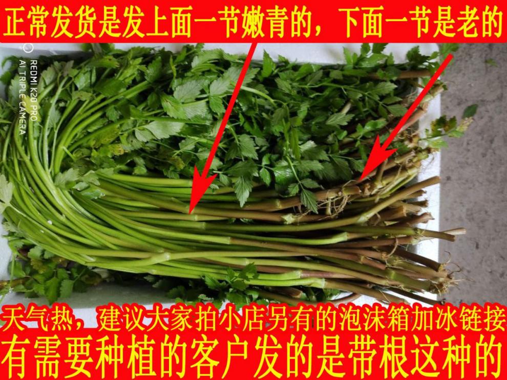 海休闲食品专营店商品编号:10026952333167商品名称:东北特产 水芹菜