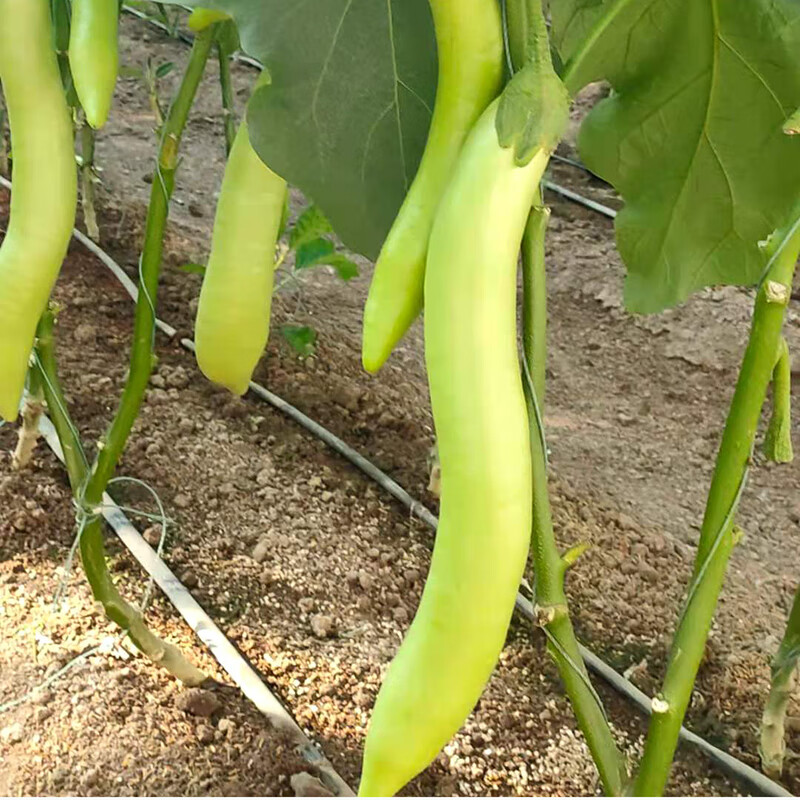 茄子苗秧苗四季盆栽青皮长茄圆茄白皮线茄子苗春季种苗 烧烤茄子苗5棵