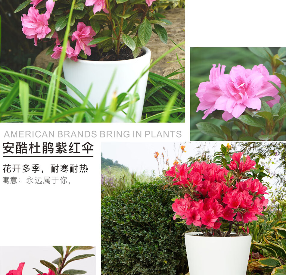 华苗木云安酷杜鹃花 五彩杜鹃花卉盆栽花苗 阳台绿植盆栽树苗四季开花