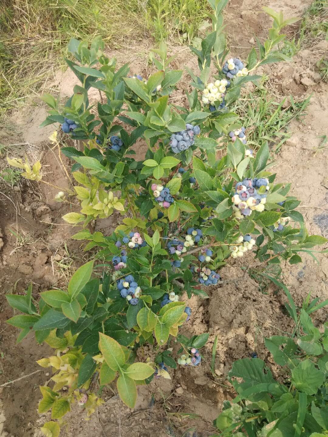 蓝莓树果苗盆栽地栽四季水果树当年结果南方北方种植