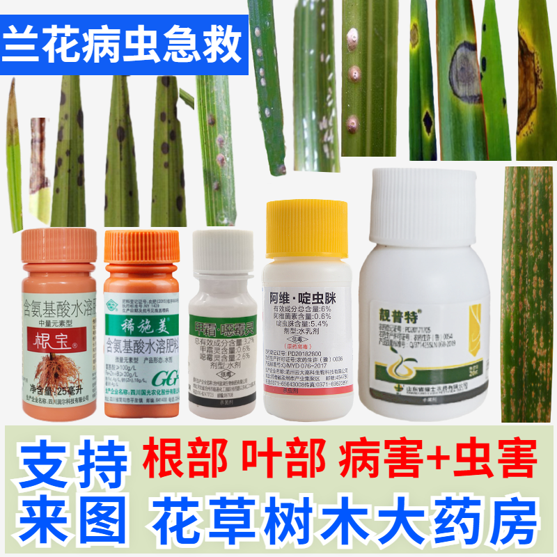 烂根 茎软腐 炭疽叶尖焦枯发黑斑防病农药 兰花烂叶子杀虫药