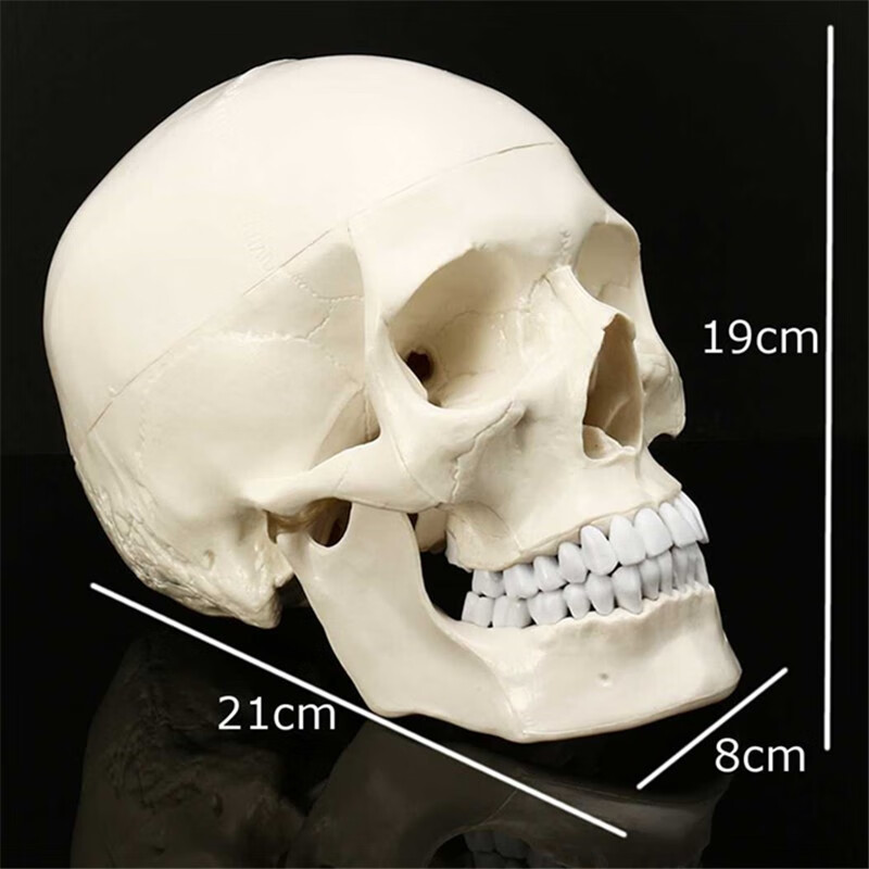 成人11人体纯白头骨模型骷髅头模型人体头颅骨骨骼模型头骨标本纯白