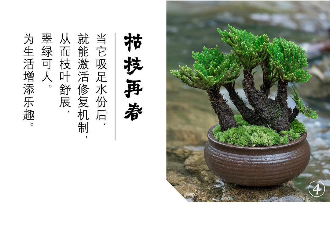 野生卷柏九死还魂草盆景假山吸水石造景绿植物花卉好养室内小盆栽