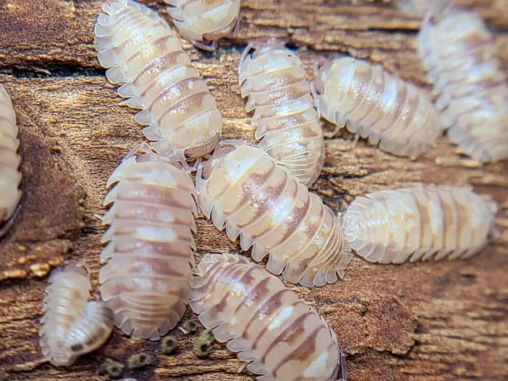 包活鼠妇活虫宠物潮虫子西瓜虫湿湿虫昆虫爬宠学生物实验琥珀5只大苗