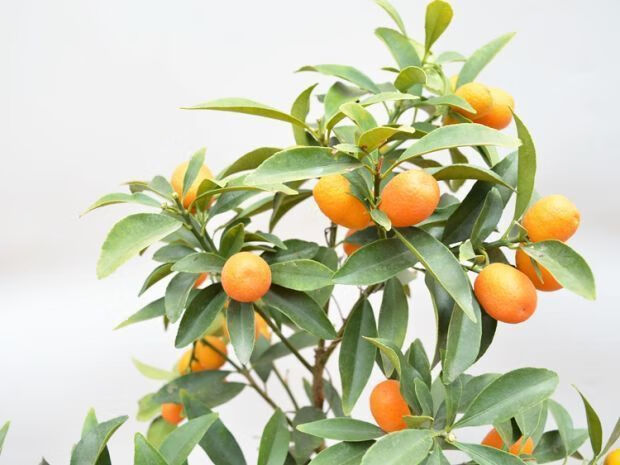 金桔盆栽砂糖桔橘子树室内植物好养南方种植果树苗水果树苗果苗 羊奶
