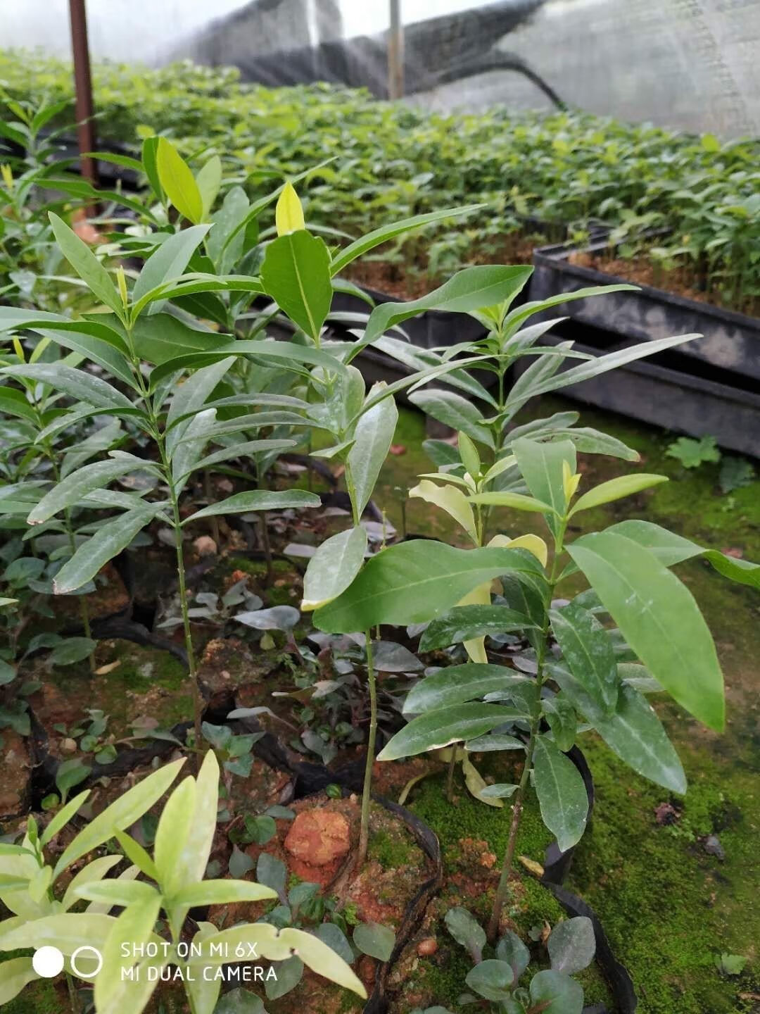 珍稀树苗印度老山檀香木苗海南沉香树苗小叶紫檀细叶紫檀盆栽绿植