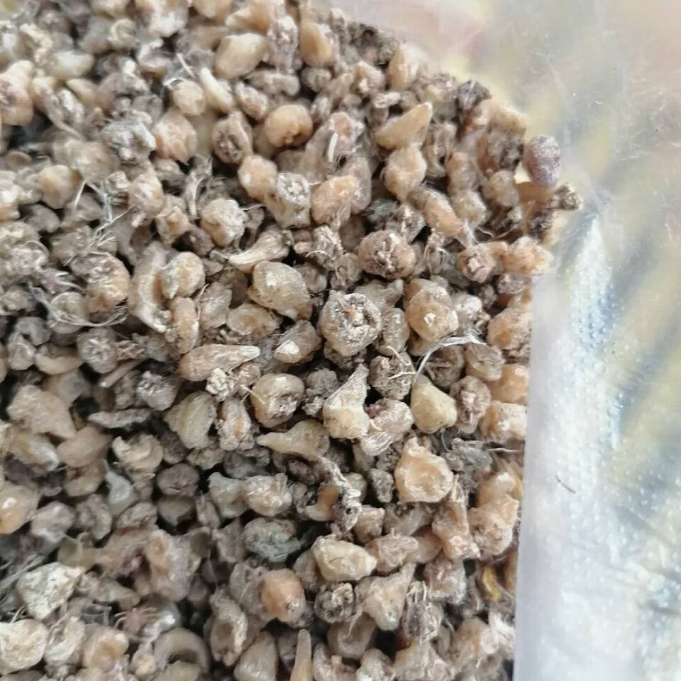 云南干白芨 小白芨干货 圆白芨干货 50克