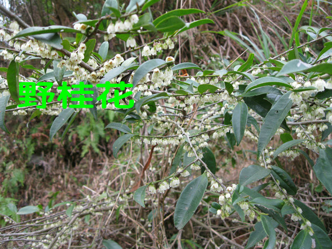 qcdd鸭脚木种子野桂花树苗鸭脚木种子柃木冬季蜜蜂蜜源植物野桂花种子