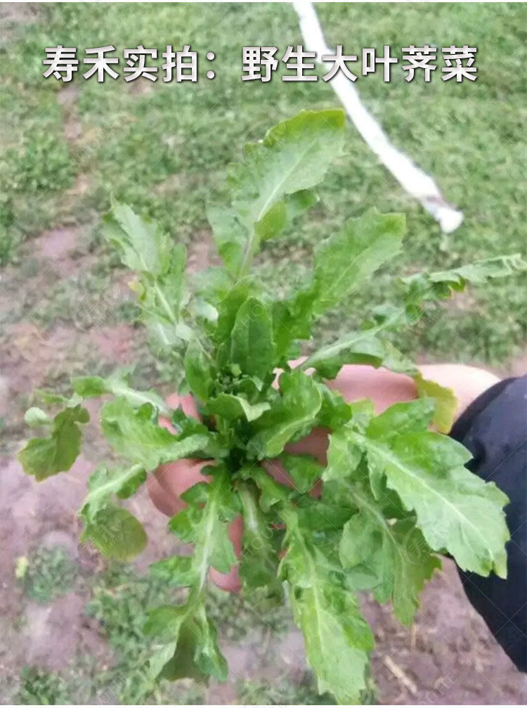 野生荠荠菜种子野菜荠菜清香鲜嫩阳台四季易种播盆栽特色蔬菜种子