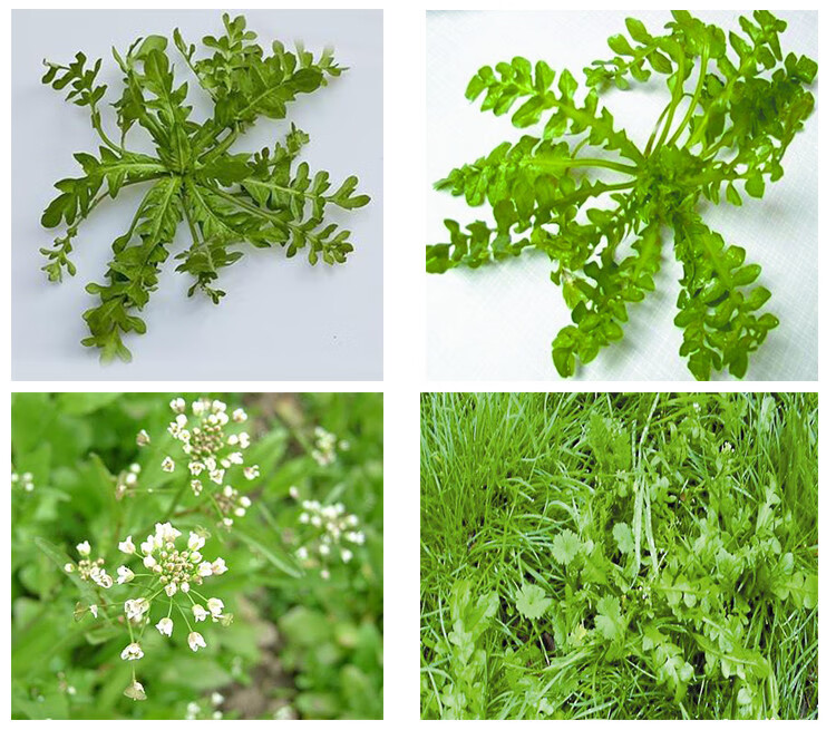 荠菜5斤野菜野生荠菜混沌饺子馅荠菜馅荠菜野菜生鲜生鲜年货