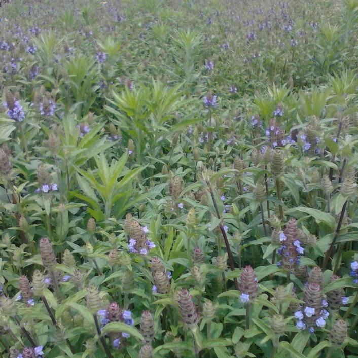 夏枯草种子夏枯草中药材夏枯草苗夏枯草种籽夏谷草夏古草夏枯球夏窟草