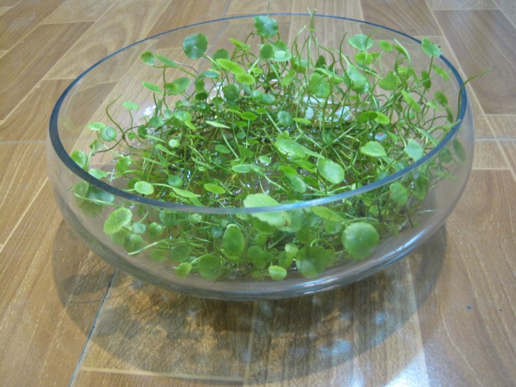 纳格兰铜钱草苗子根茎水草水培种子马蹄金盆栽四季水草铜钱草苗子根茎