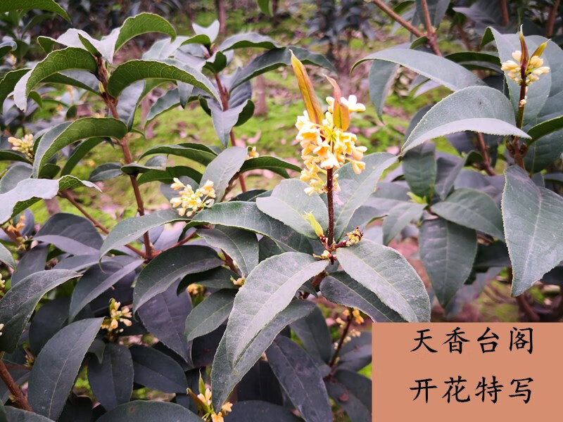 广创佳 原生桂花树苗盆栽四季桂花天香台阁沉香桂盆景