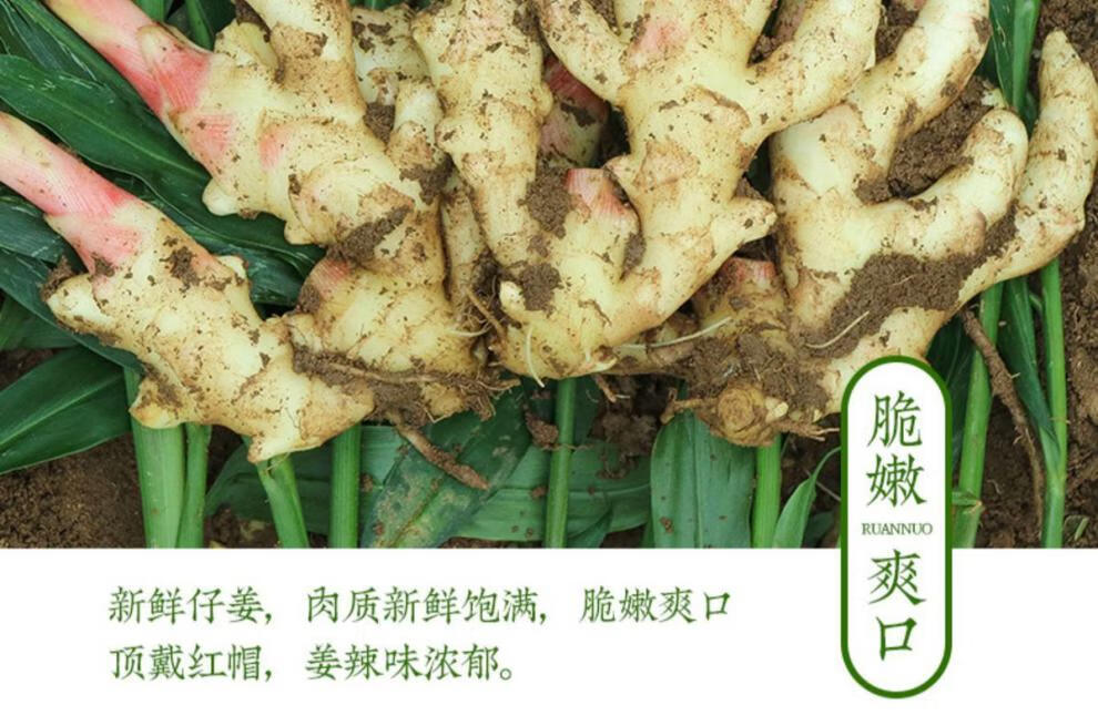 y嫩姜仔姜生姜子姜鲜姜芽红芽姜新鲜姜芽现挖可做糖醋泡姜蔬菜 嫩姜2