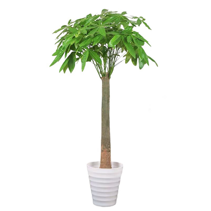 厂家直销发财树室内外花卉盆景植物盆栽大树大型绿植