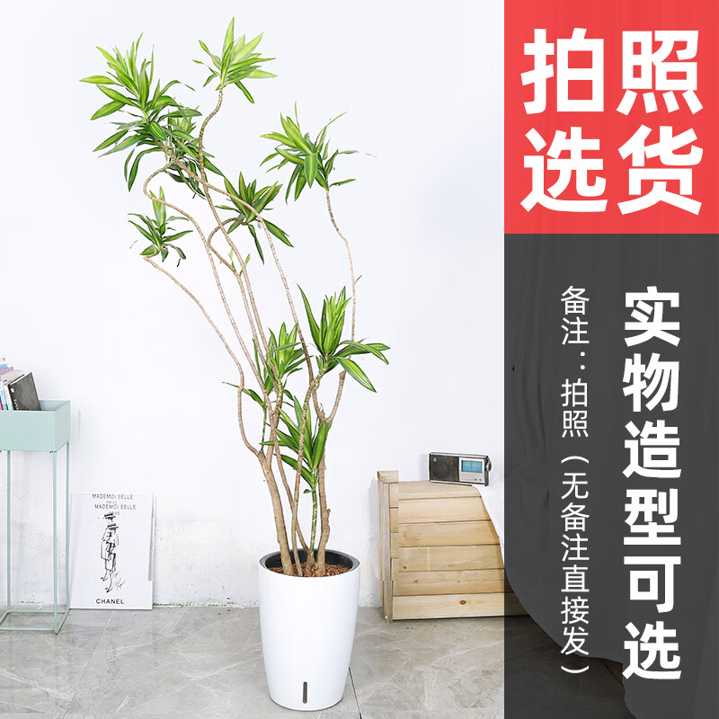 菜友百合竹绿植龙血树植物大型客厅办公室盆栽防辐射净化空气绿植高度