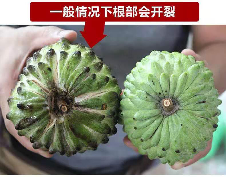 台湾释迦果5斤释迦菩提果摩尼果番荔枝佛头果凤梨水果