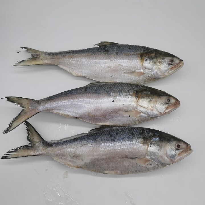 【顺丰】新鲜冷冻鲥鱼 鲥鱼三来鱼海鲜无需刮鳞 鲥鱼1.25-1.5斤三条装