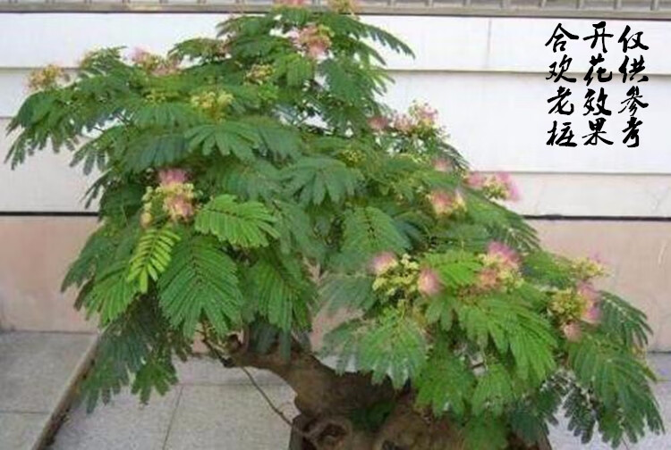 合欢树盆景阳台庭院观花观叶植物桌面盆栽合欢树桩合欢花树苗耐寒 4