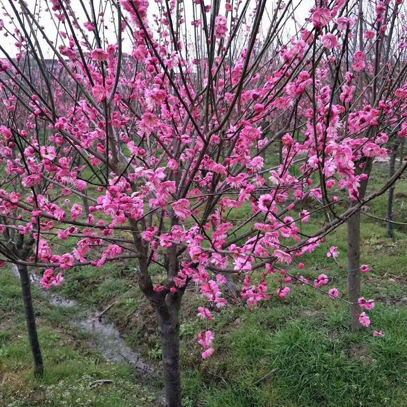 红梅树苗地栽梅花大树苗原生红梅庭院耐寒年宵盆栽树桩盆景当年开花