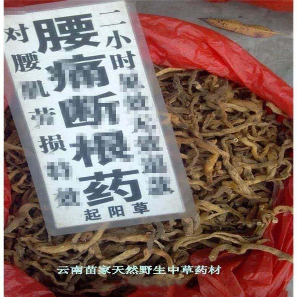 起阳草 云南苗家腾冲特产中草药中药材药酒料药材泡酒