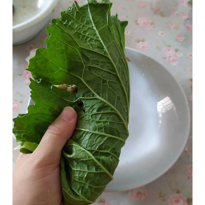 家乡情东北白菜叶子新鲜大白菜叶农家蔬菜包饭包菜叶子蘸酱菜现摘