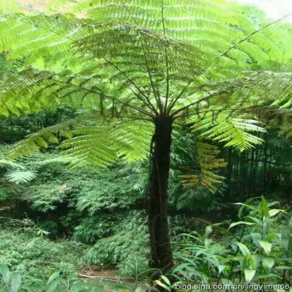 龙骨风桫椤飞天擒罗山卡捞劳禽捞中药材飞天蠄蟧龙骨风500克