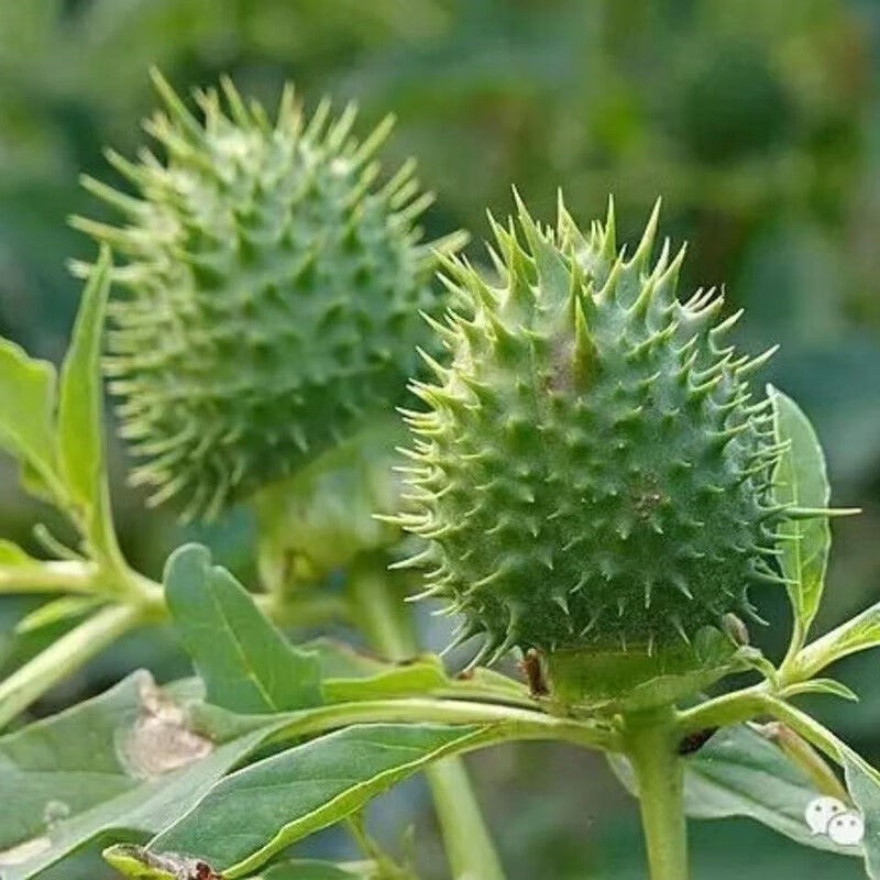 仕联曼陀罗壳中药材醉仙桃壳醉佛花壳醉心花狗核桃洋金花枫茄花万桃花