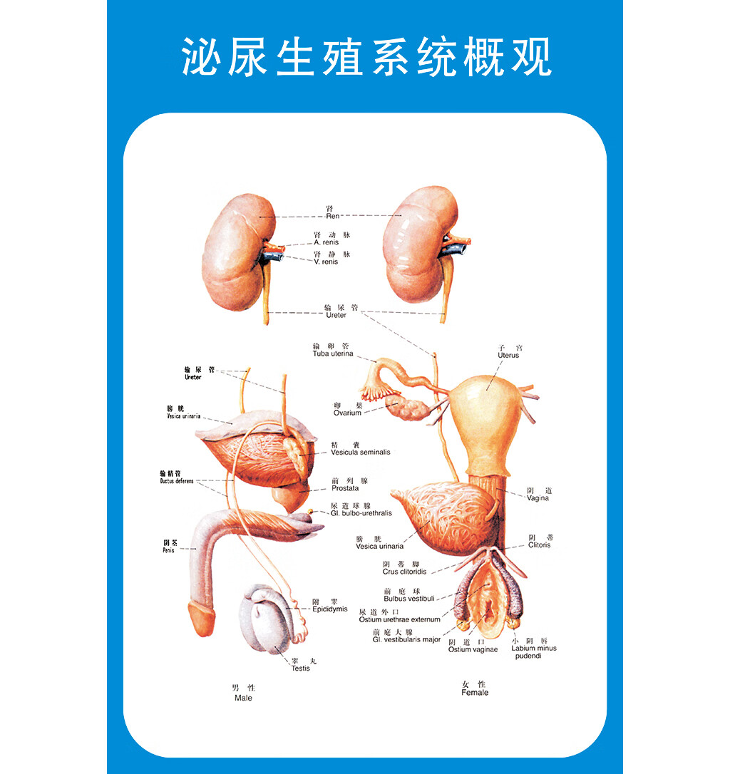 聪益可congyike男性泌尿生殖系统解剖图保健知识挂图医院人体医学解剖