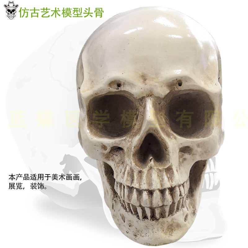 高精度仿真11人头骨模型树脂骷髅头艺术用头骨美术临摹模型下巴分体可