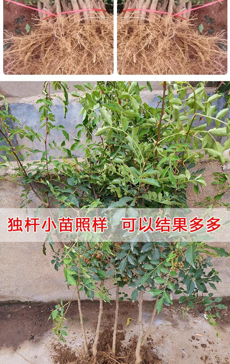 花椒苗树大红袍花椒树小苗无刺花椒四川藤椒盆栽地栽食用当年结果