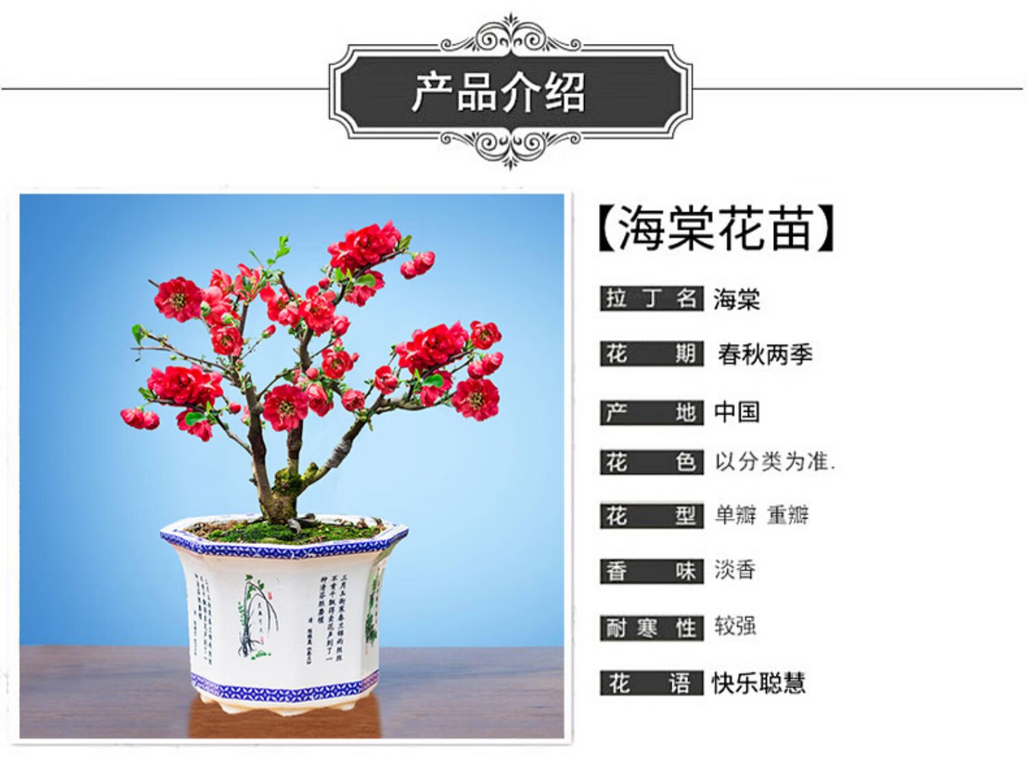 长寿冠海棠盆栽盆景梅花树桩重瓣红花海棠花红梅树苗耐寒植物 【醉