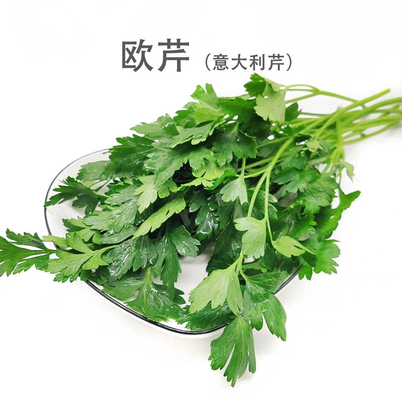 新鲜香料西餐调料法香法国香菜荷兰芹250g