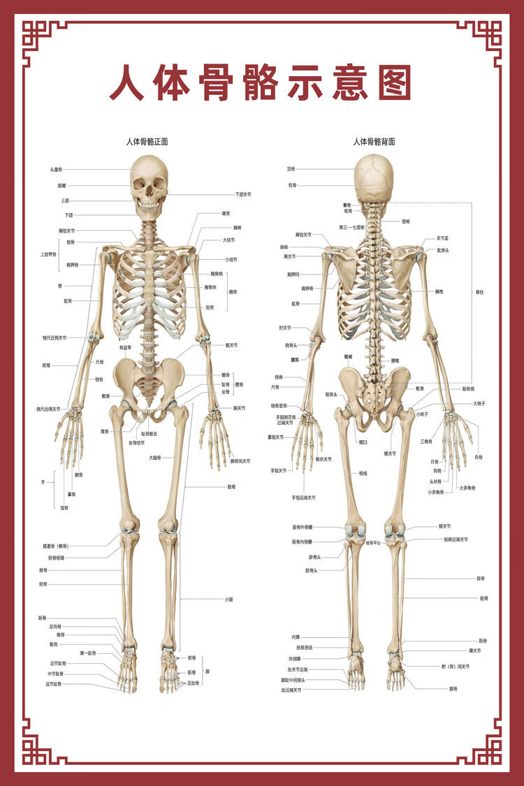 新品人体骨骼图大挂图器官示意图内脏结构图穴位图人体肌肉解剖图海报