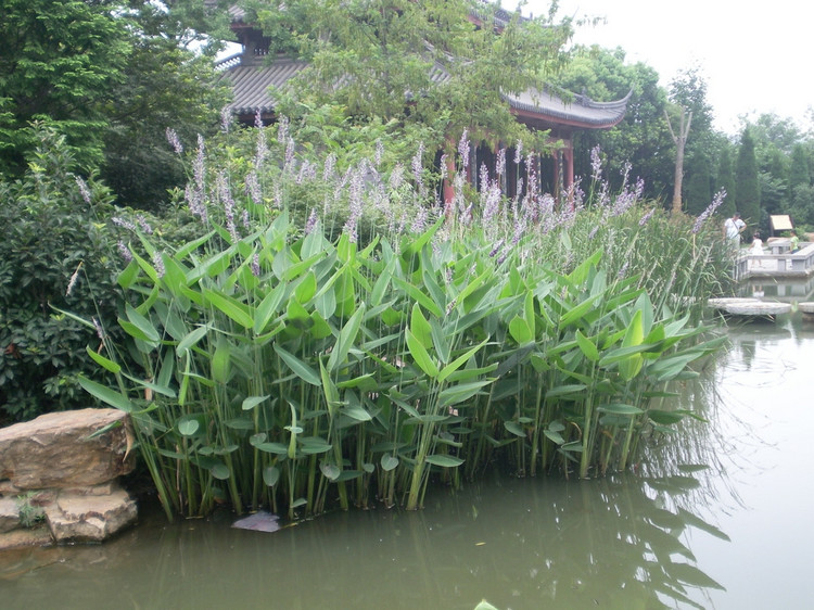 再力花苗种子水生花卉植物池塘绿化人工湿地挺水植物净化水质花卉再力