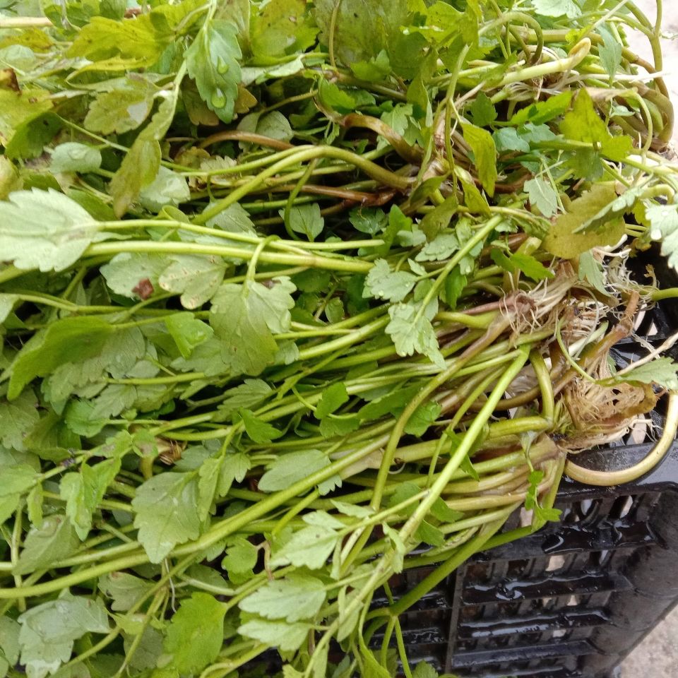 野生水芹菜 贵州野芹菜 新鲜河芹 清香野菜 现摘现发 本地野蔬菜 1斤