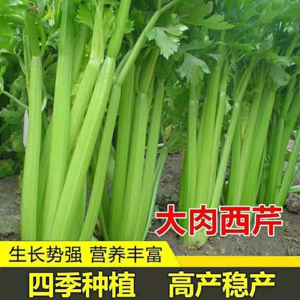 芹菜种籽四季小香芹种子大肉芹菜种子细芹菜耐热耐寒芹菜种籽大肉西芹