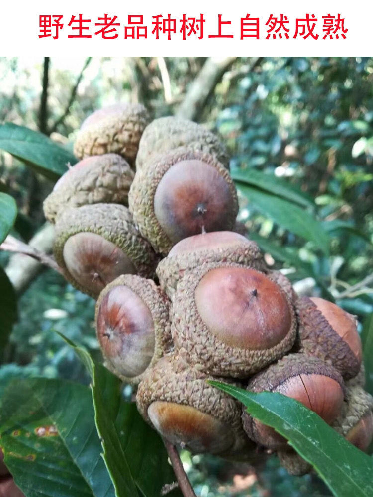 伟博新鲜风流果益肾子天竺粒广西掉藤果厚鳞柯500g男性泡酒材