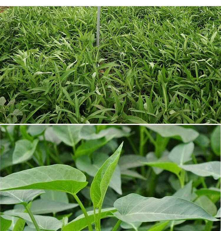 空心菜种孑柳叶博白空心菜筒筒菜春夏秋四季播阳台农家蔬菜种子籽金钱