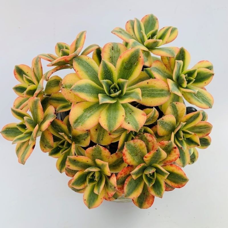 多肉肉植物魔法师黑法师红覆轮美杜莎法师系列好养易活绿植花 灿烂25
