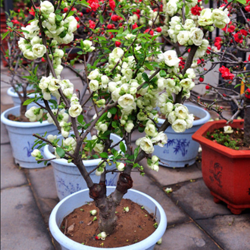 轻奢芊阙重瓣海棠花盆栽树苗盆景老桩花卉绿植物室内四季开花不断庭院