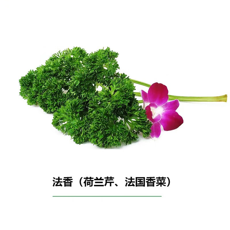 新鲜香料 西餐调料 法香(法国香菜荷兰芹)250g【图