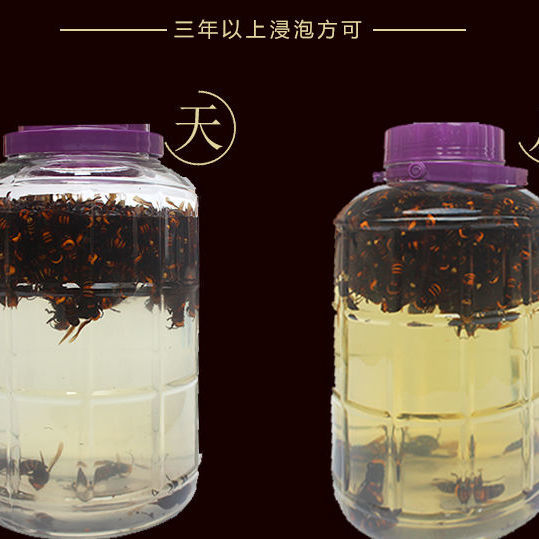 虎头蜂活体现泡现发金环大马蜂九里蜂中华大虎头蜂胡蜂大黄蜂100