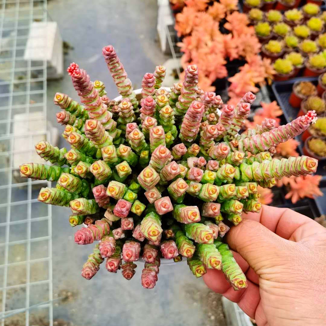 钱串子钱多多招财串子多肉植物新玉坠小米星群生老桩多肉防辐射 吸财