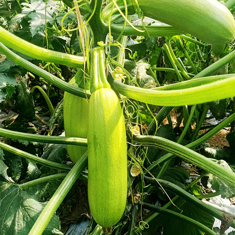 新鲜西葫芦新鲜蔬菜倭瓜角瓜小瓜现摘现发孕妇老少皆宜 净重3斤精品装